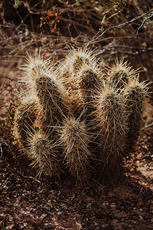 Hedgehog Cactus, Organ Pipe National Park